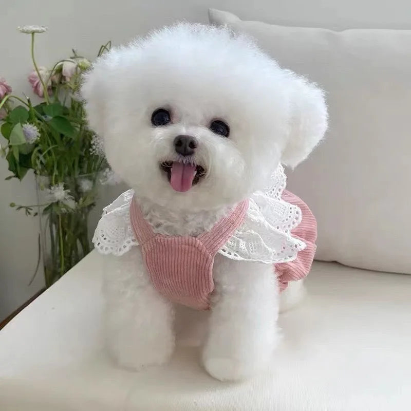 Haustierkleidung – Herbst/Winter Cordrock mit Kürbis-Design für Hunde & Katzen – Warmes Spitzenkleid mit Schnallenverschluss